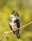 Brazil-Pantanal Amazon kingfisher bird on limb Art Print